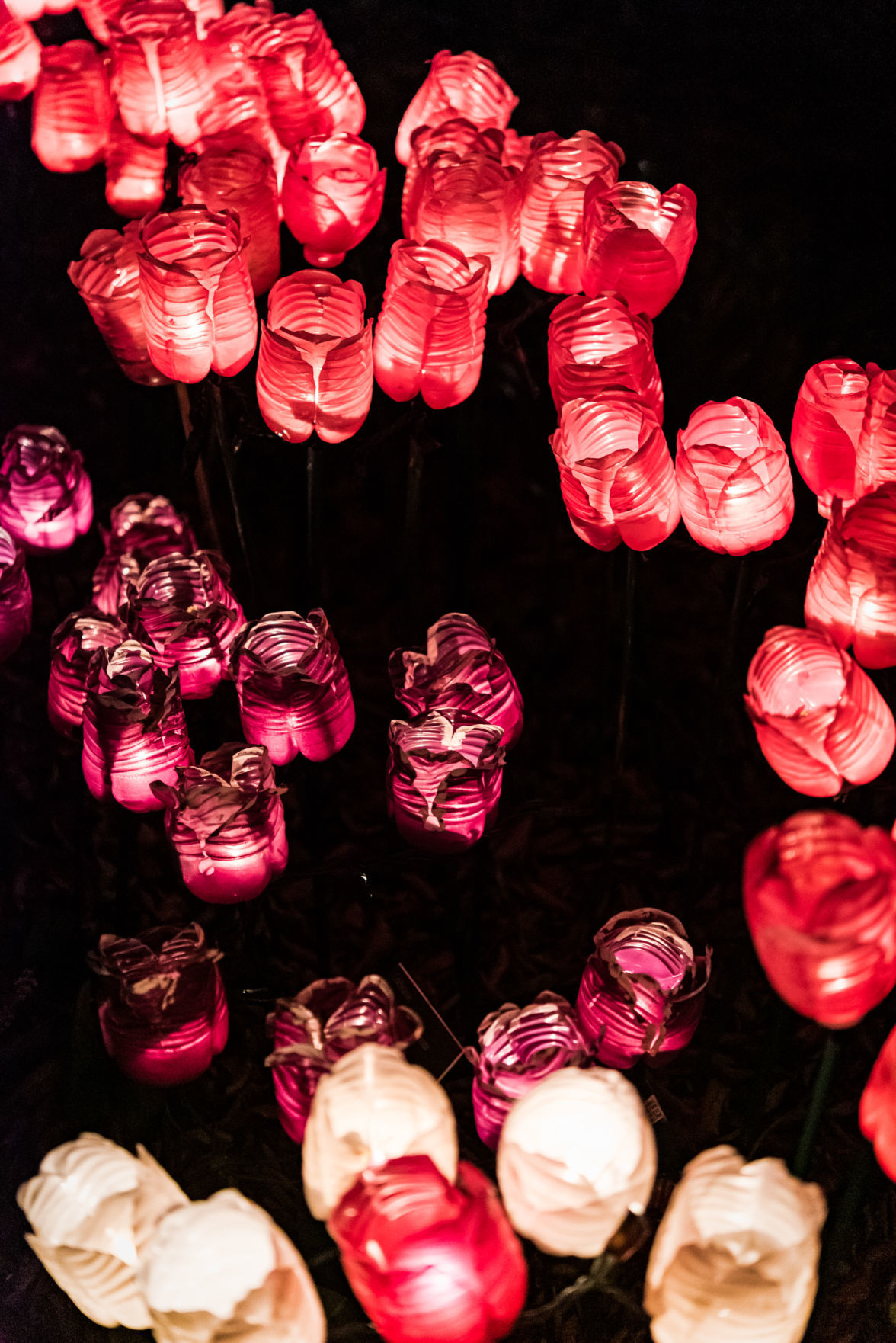 Ciener Garden Tulip Holiday Blooms Light Display